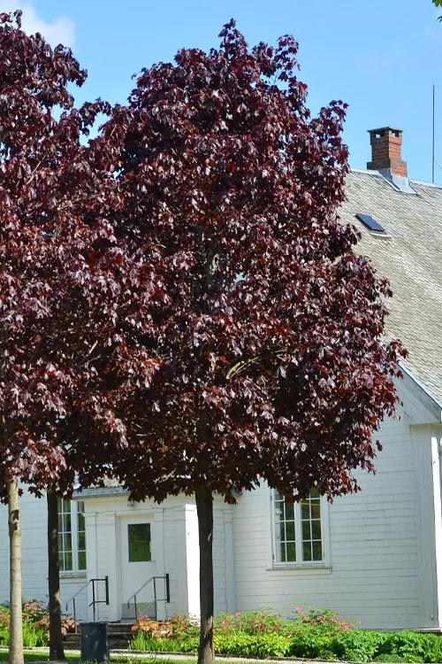 Royal Red Norway Maple Tree - 5 Gallon Pot