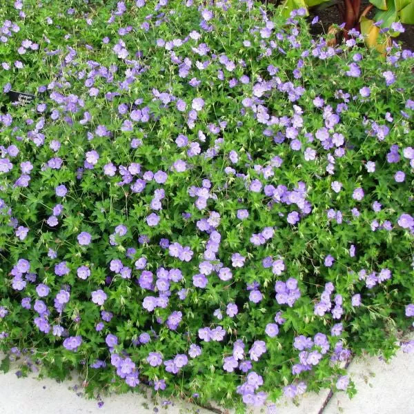 Rozanne Hardy Geranium