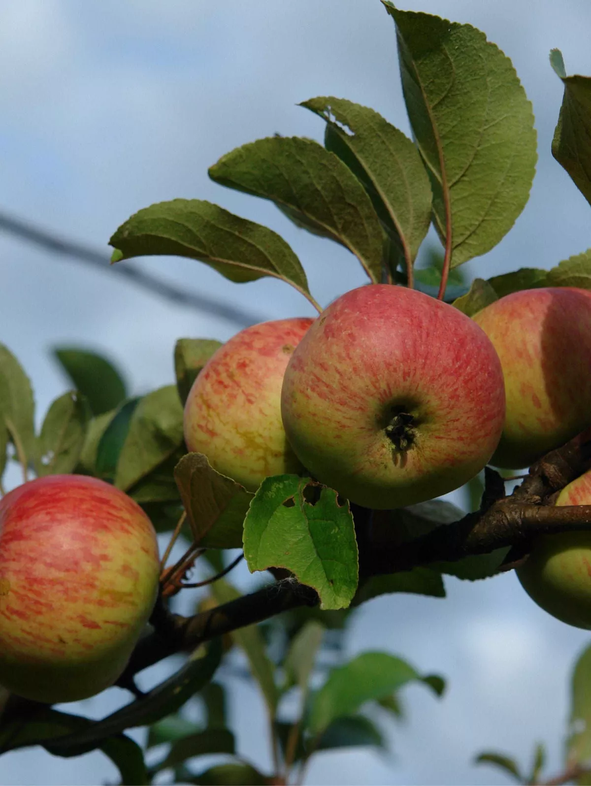 Rubinette Apple – Dwarf (4′-5′)