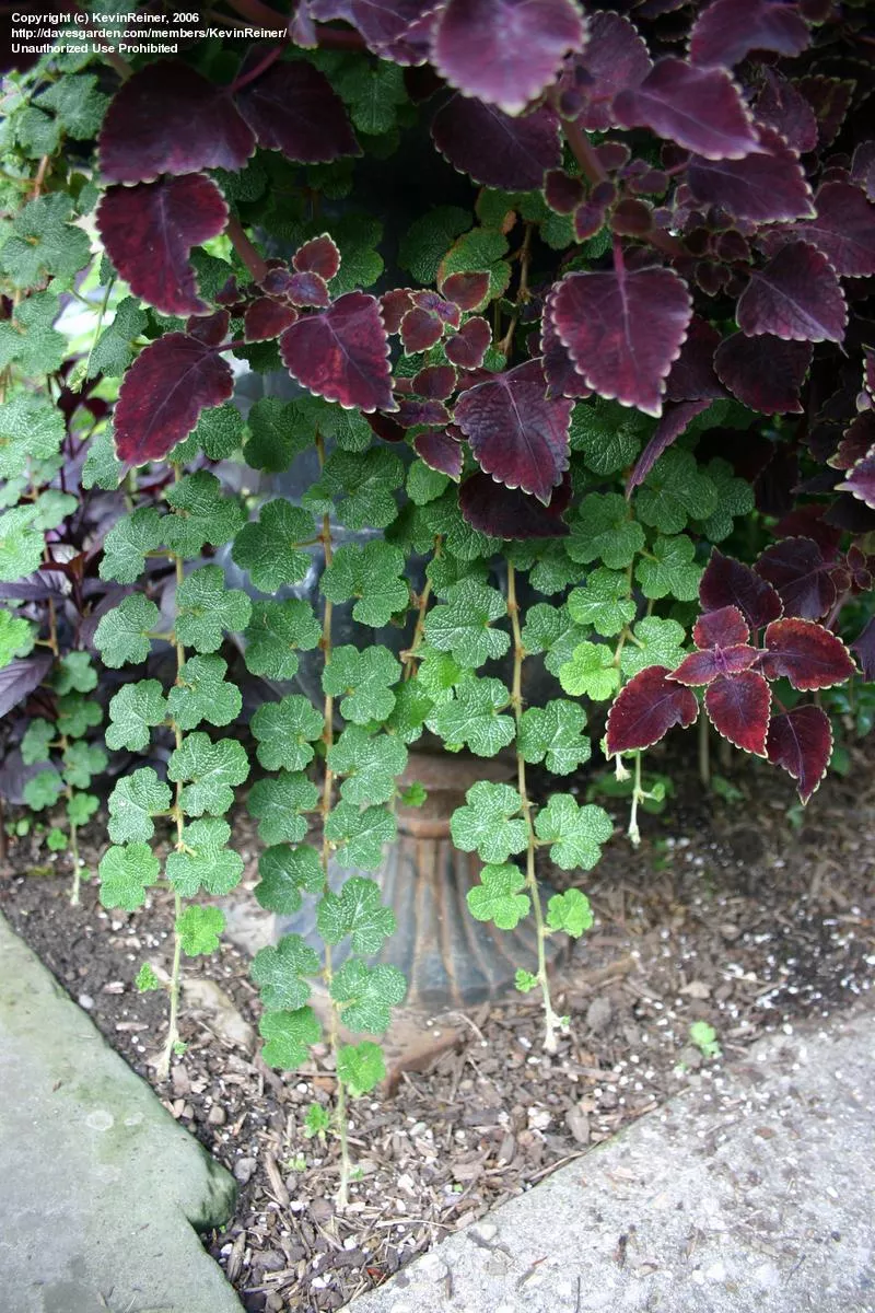 Rubus calycinoides