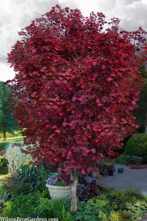 Ruby Full Moon Japanese Maple - 7 Gallon Pot
