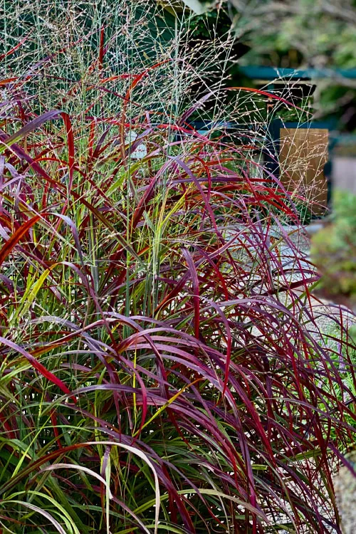 Ruby Ribbons Switch Grass (Panicum) - 1 Gallon Pot