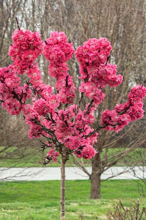 Ruby Ruffles Dwarf Patio Peach Tree - 7 Gallon Pot