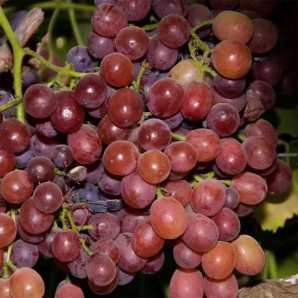 Ruby Seedless Grape – 5 Gallon Staked