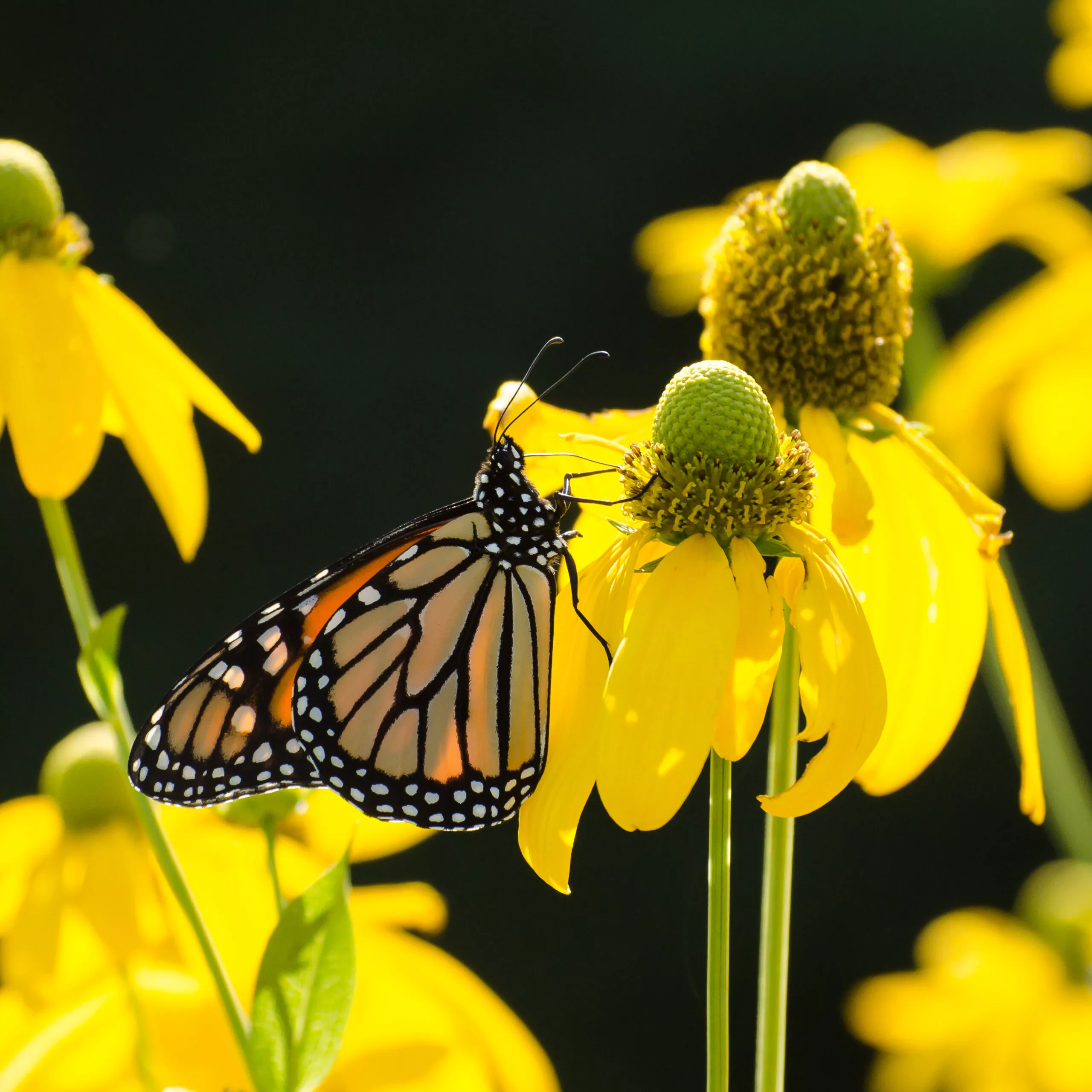 Rudbeckia laciniata (Cutleaf coneflower)