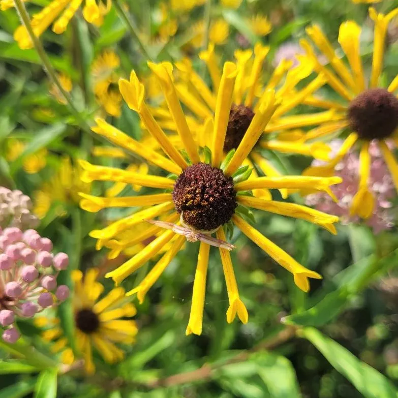 Rudbeckia subtomentosa ‘Henry Eilers’
