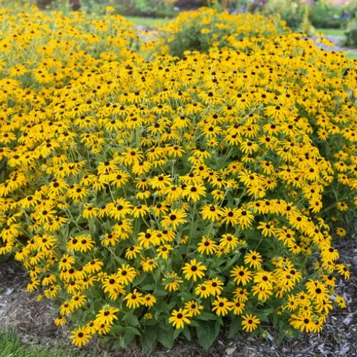 Rudbeckia 'Treasure Trove' - One Quart Pot