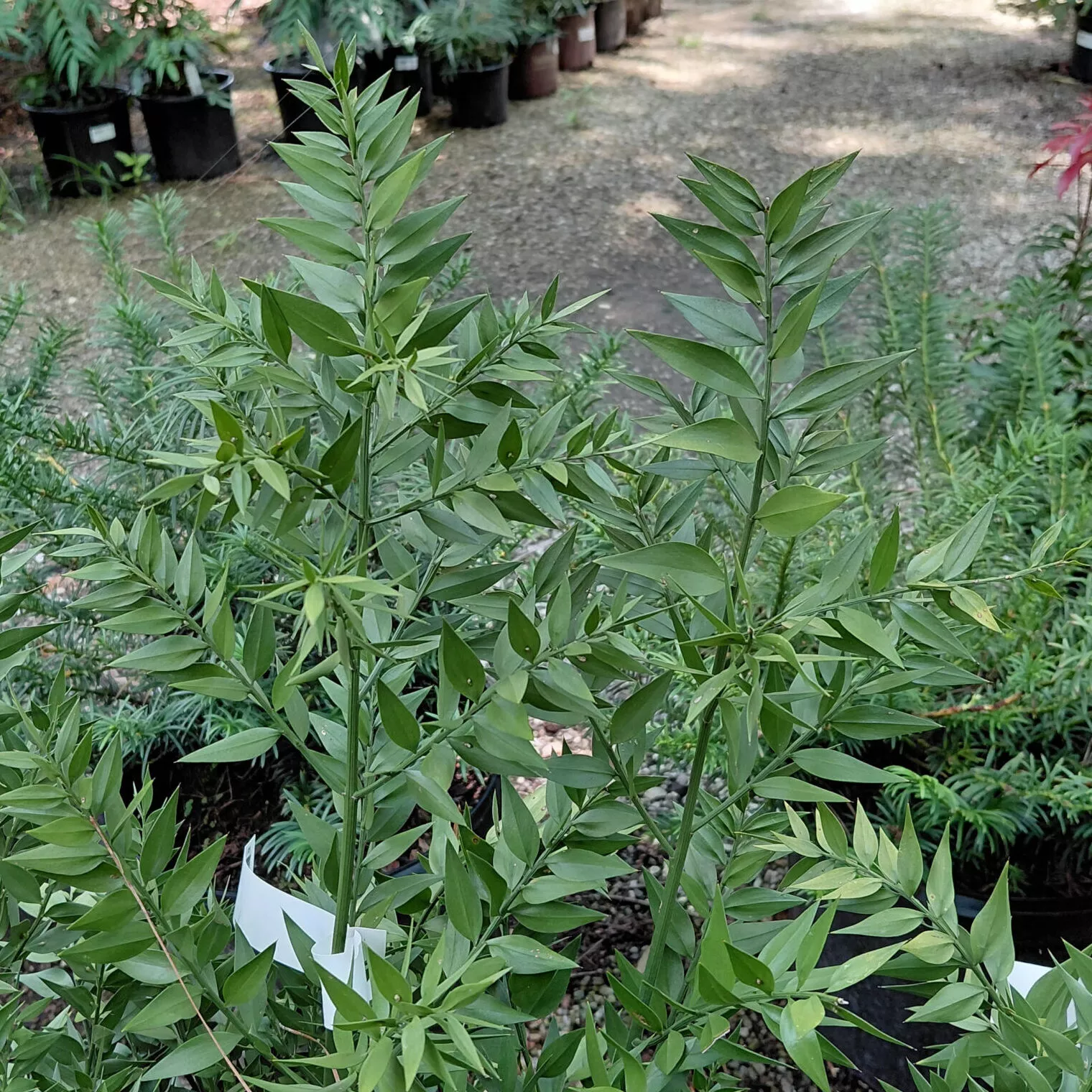Ruscus aculeatus