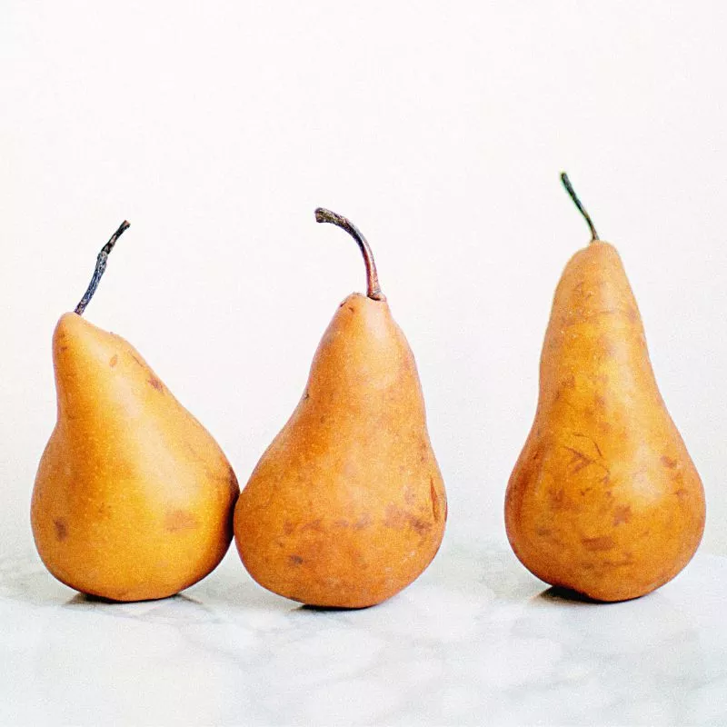 Russetted Bartlett Pear Tree