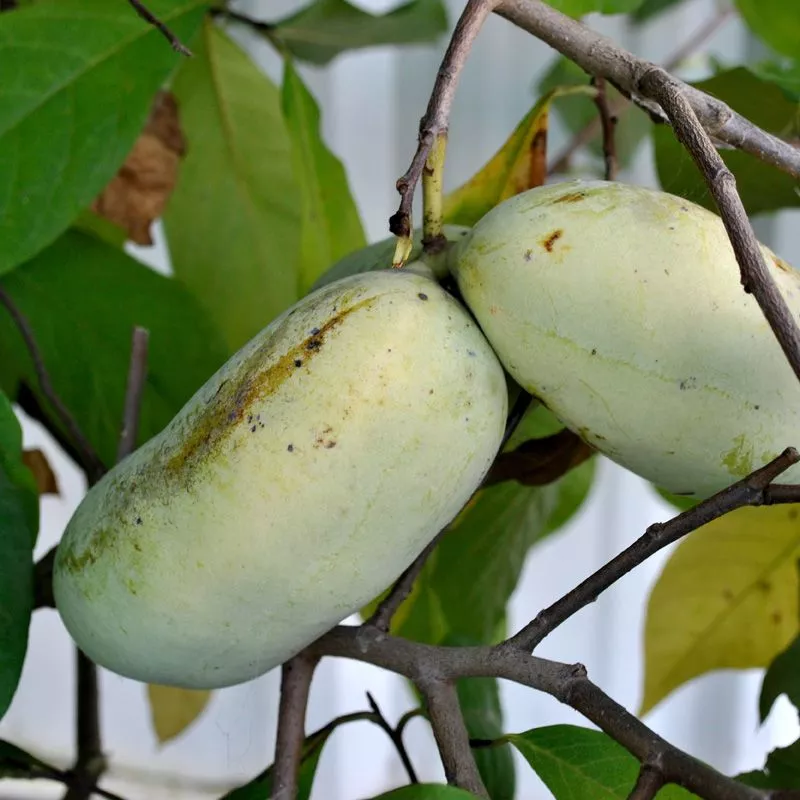 SAA Overleese Pawpaw Tree