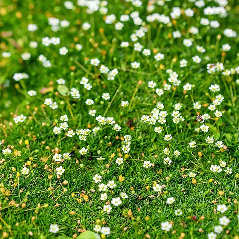 Sagina Irish Moss "subulata"