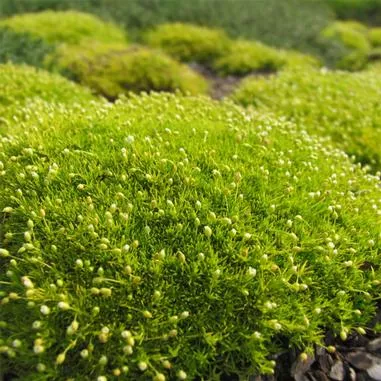 Sagina s. Aurea