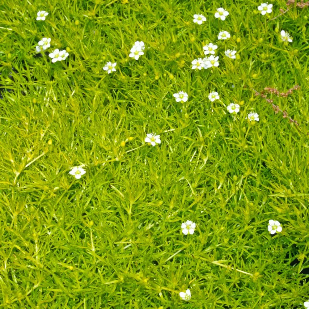 Sagina subulata 'Aurea' Scotch Moss