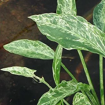 Sagitaria graminea ‘Crushed Ice’