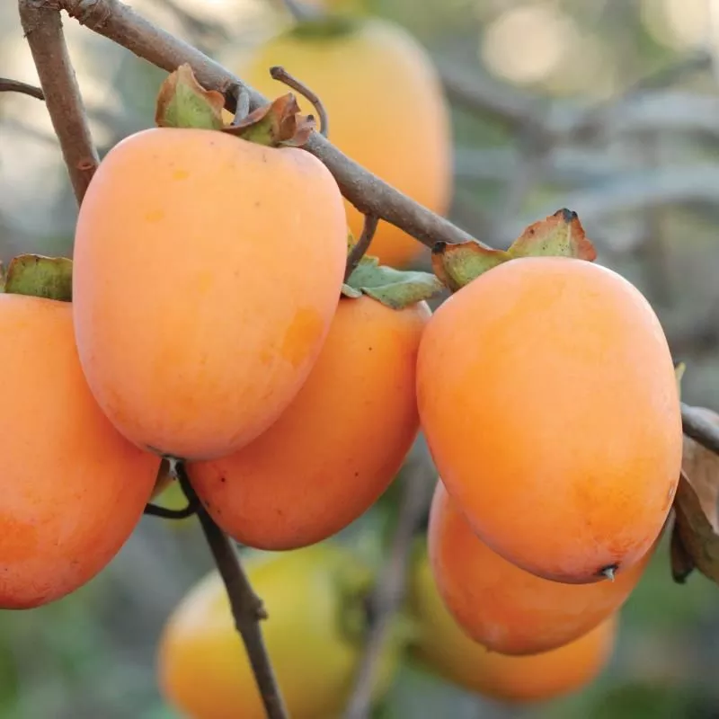 Saijo Asian Persimmon Tree