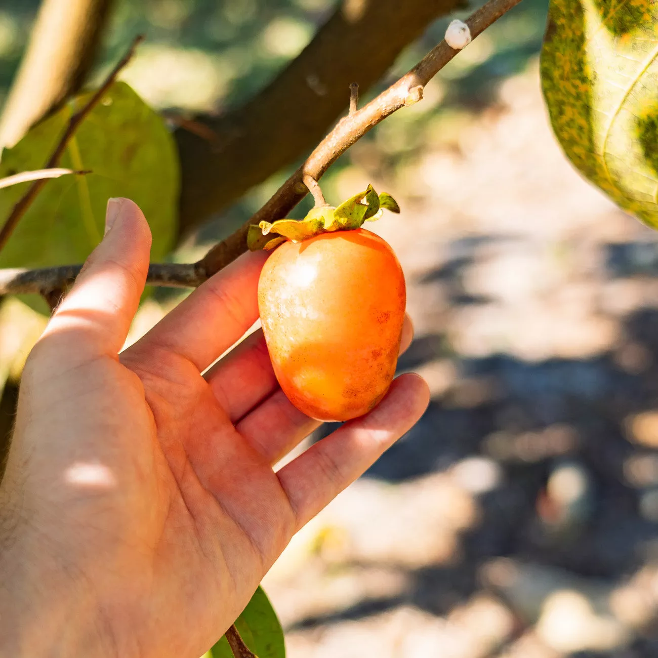 Saijo Persimmon Tree – 1-2 ft