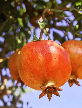 Salavatski Russian Pomegranate Tree 2-4′