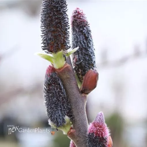 Salix 'Black Cat' - One Quart Pot