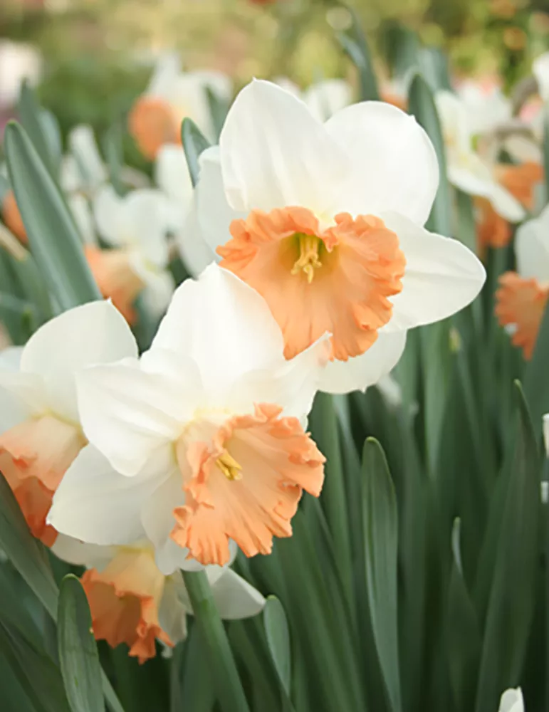 Salome Daffodil