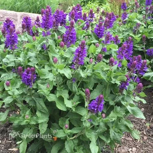 Salvia 'Blue Marvel' Meadow Sage - One Quart Pot