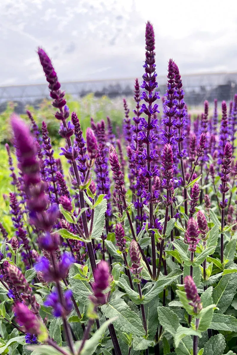 Salvia Caradonna