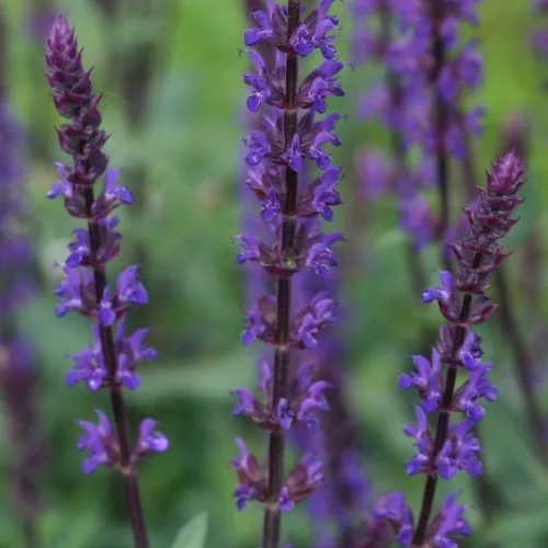 Salvia 'Coradonna'