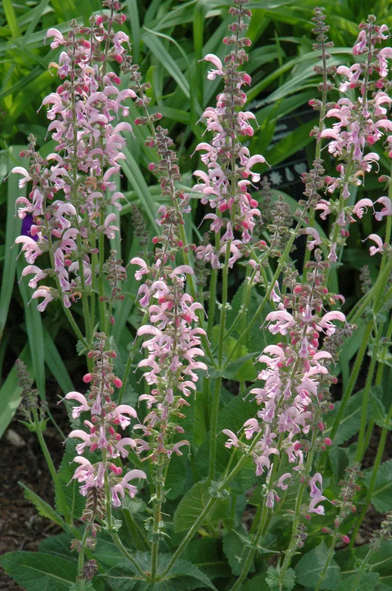 Salvia, Eveline