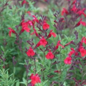 Salvia greggii ‘Furman’s Red’