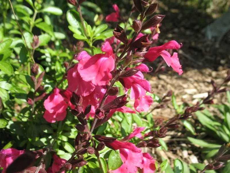 Salvia greggii ‘Wild Thing’