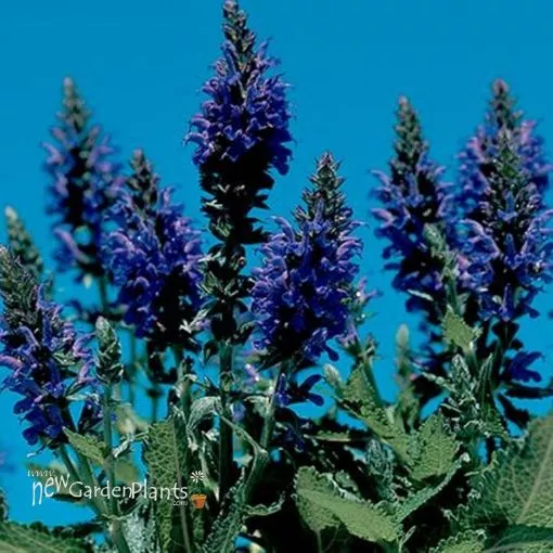 Salvia 'Marcus' Meadow Sage - One Quart Pot