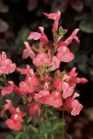 Salvia microphylla ‘Heatwave Blast’