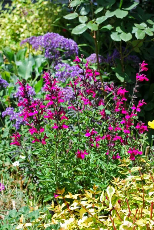 Salvia microphylla ‘Heatwave Brilliance’