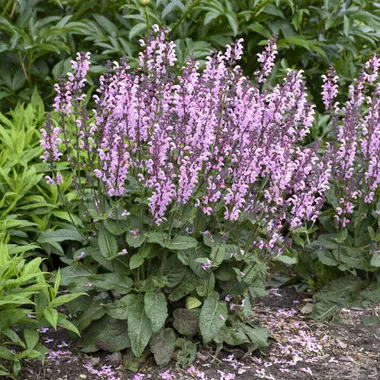 Salvia 'Pink Dawn' PP26343 (25) BR Plants