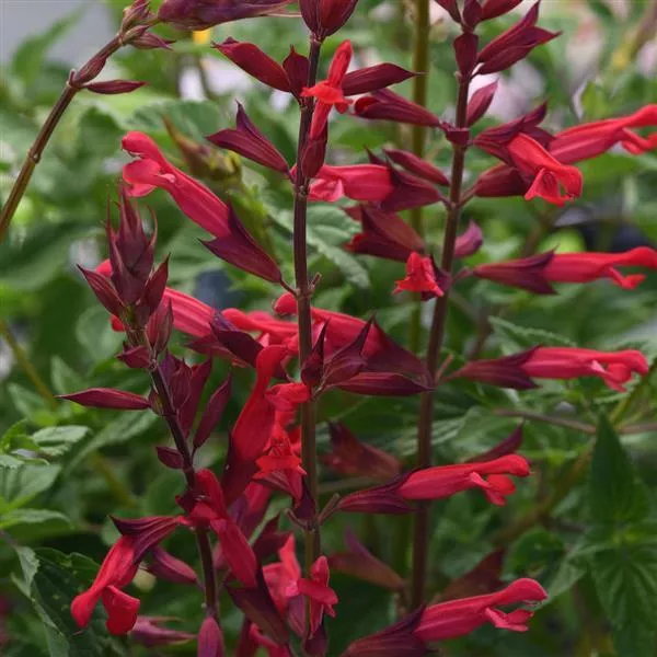 Salvia Roman Red