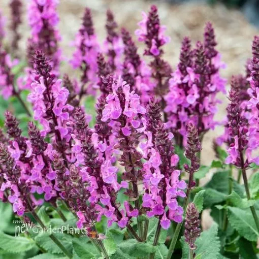 Salvia 'Rose Marvel' PP30118 Meadow Sage - One Quart Pot