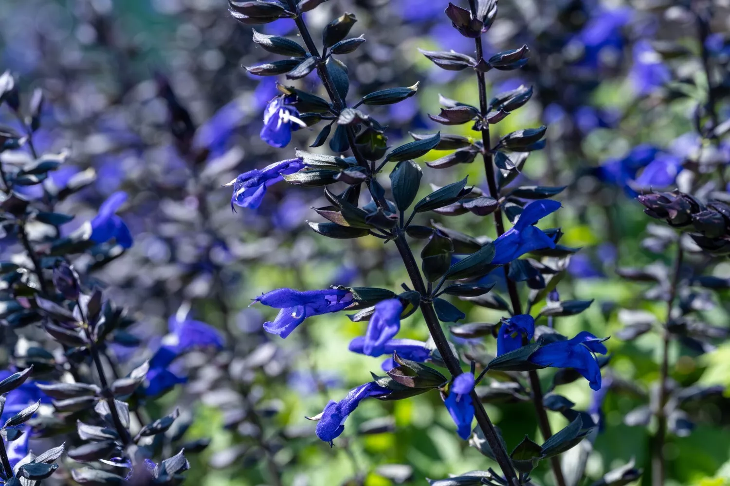 Salvia Salgoon Lake Blueberry
