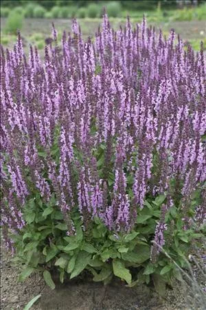 Salvia 'Sensation Deep Rose Improved'PPAF (25) BR Plants