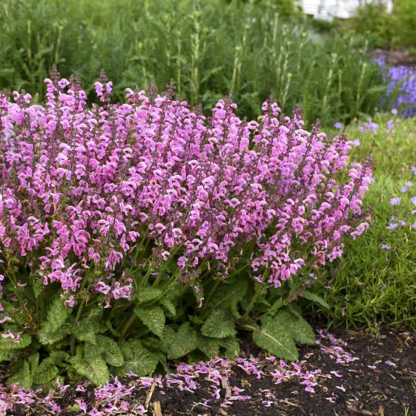 Salvia x pratensis ‘Sweet Petite’