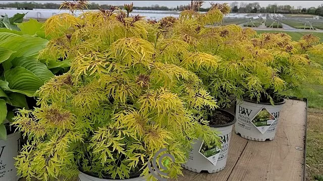 SambucusElderberry"Lemon Lace"#3Container