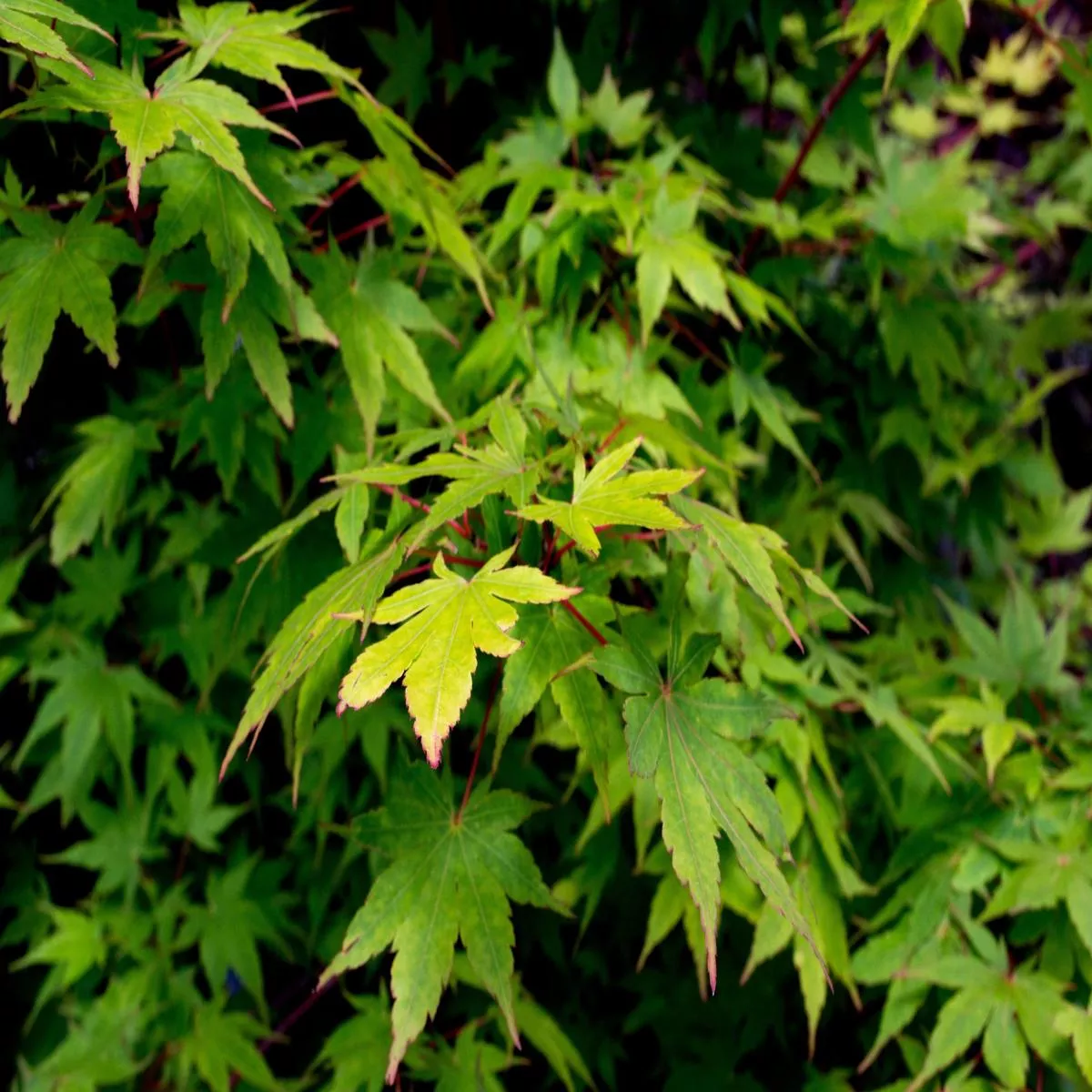 Sango Kaku Japanese Maple
