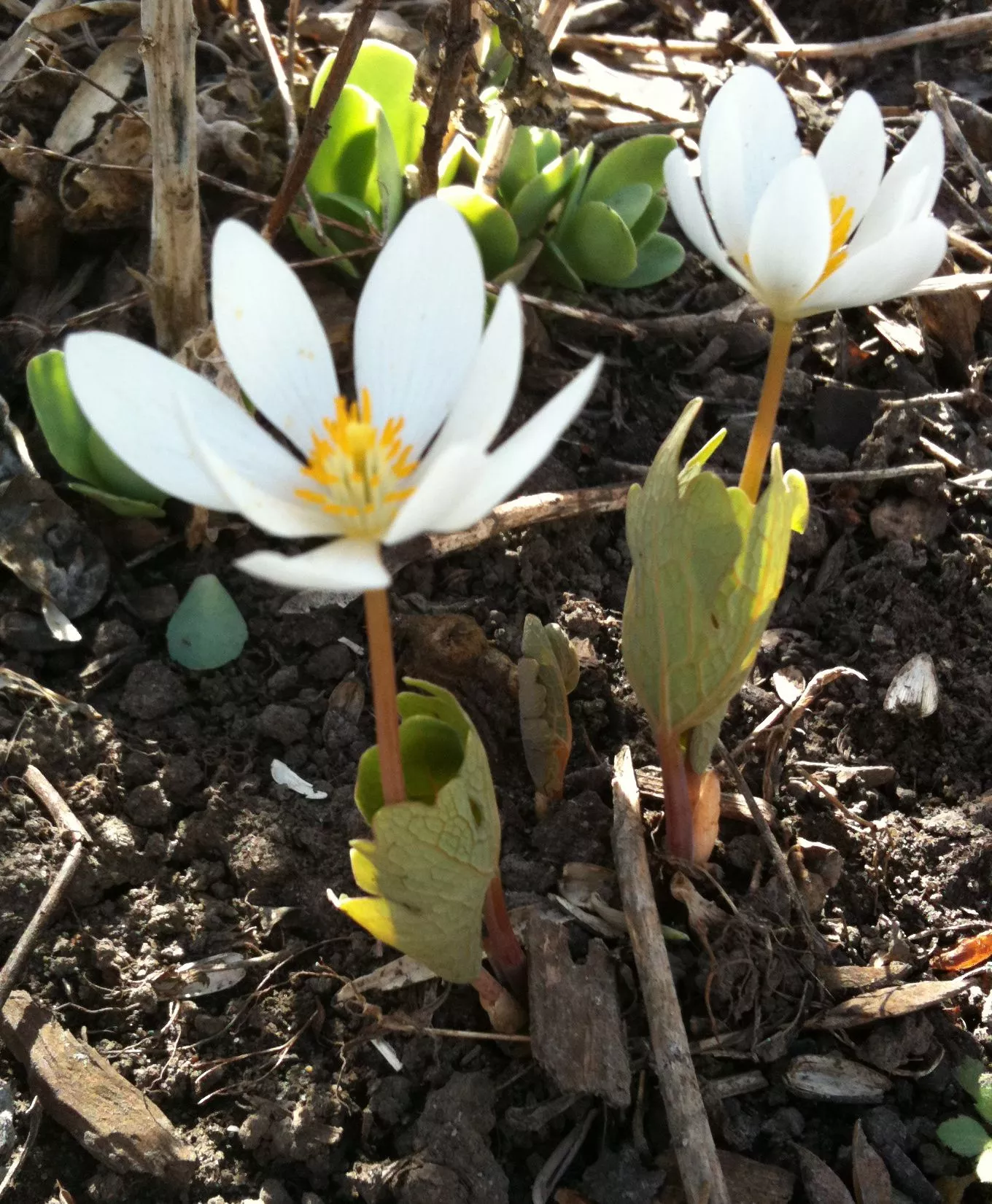 Sanguinaria canadensis