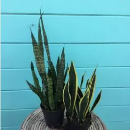 Sansevieria Assotred 6"