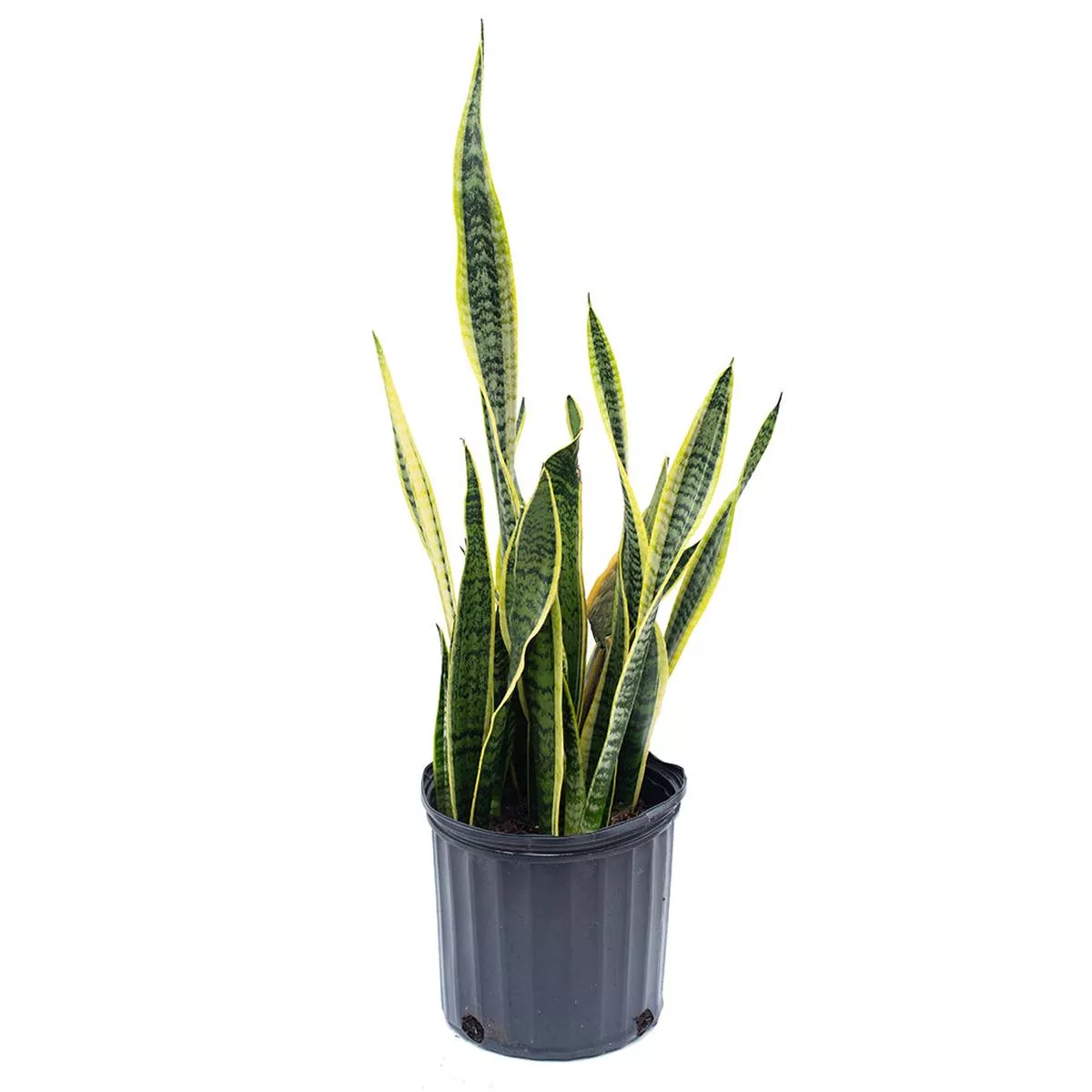 Sansevieria/Snake Plant – Striped 10 ”