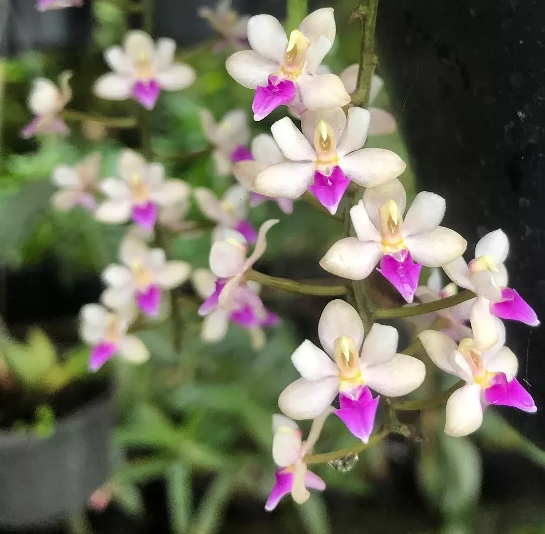 Sarcoglyphis parishii