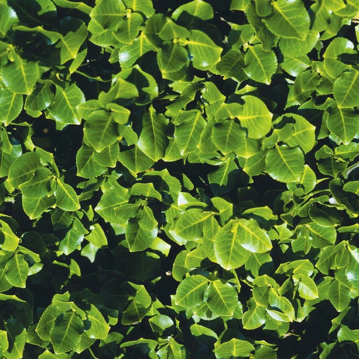 Sarcoxie Euonymus # 3 Container