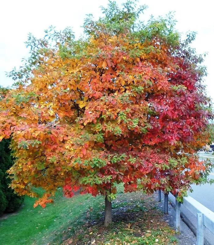 Sassafras