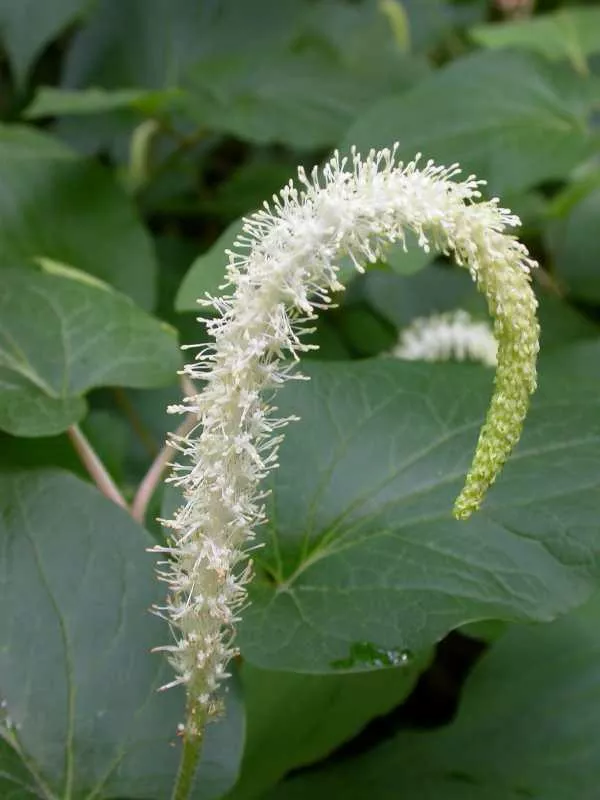 Saururus cernuus