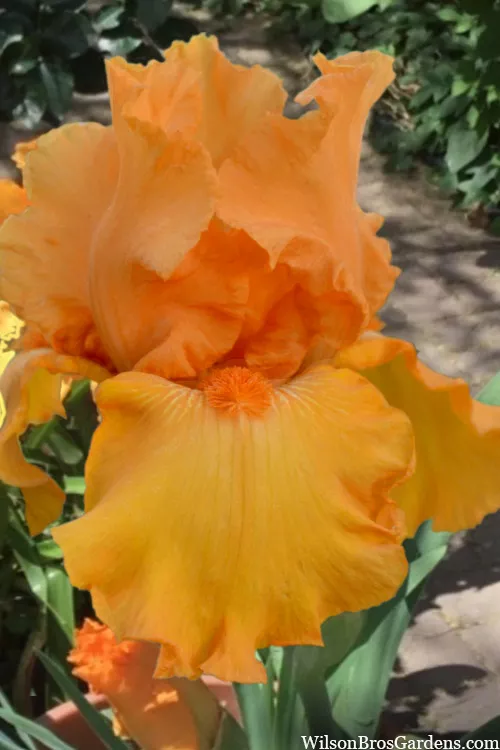 Savannah Sunset Bearded Iris - 1 Gallon Pot
