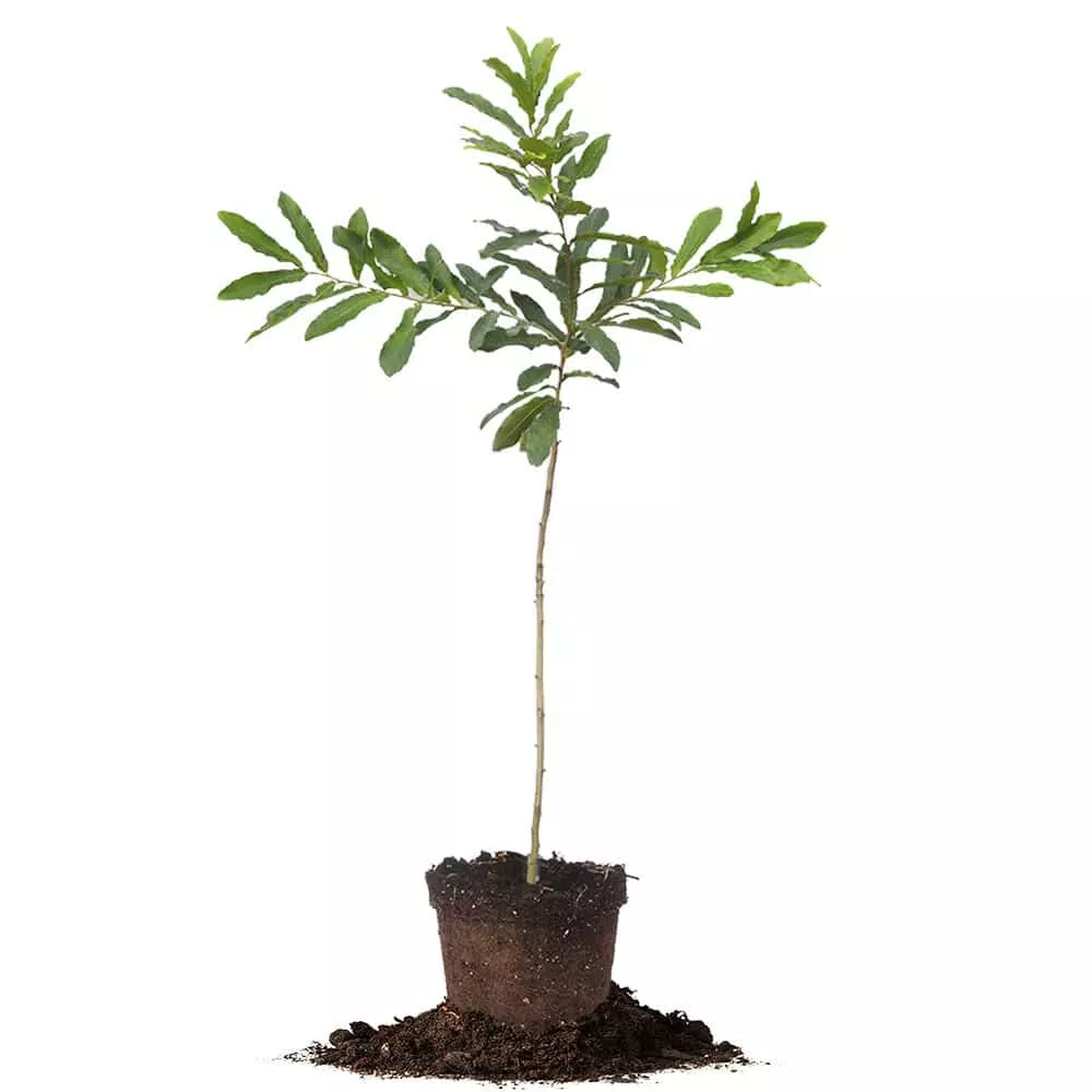 Sawtooth Oak Tree – 1 Gallon