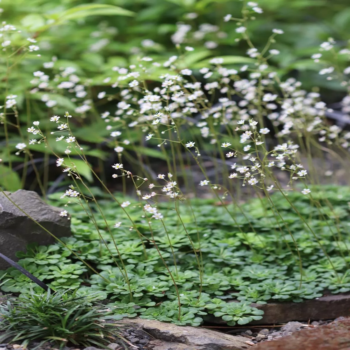 Saxifraga x’Primuloides ’